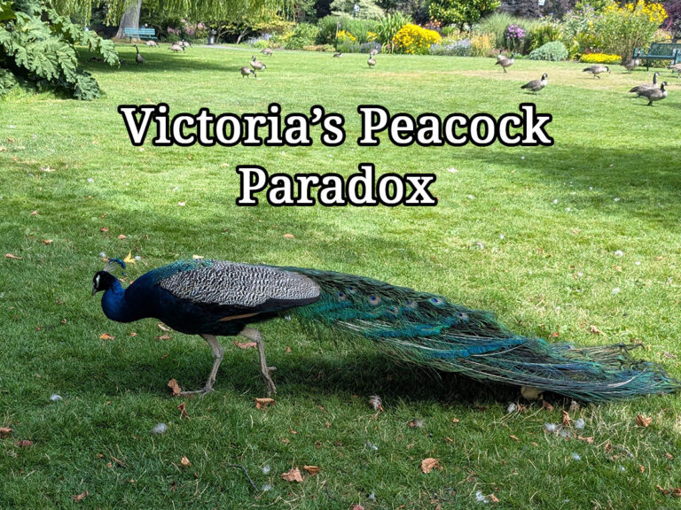 Blog post: Victoria's Peacock Paradox